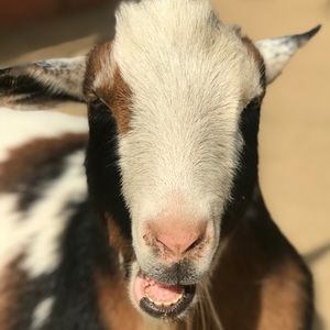 Meet your Posher, Joie